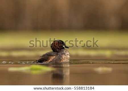 floating on the surface Little Grebe, water bird in its natural habitat, europe, czech republic, south moravia