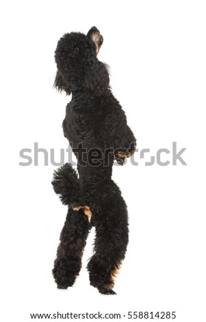 Black poodle isolated on white