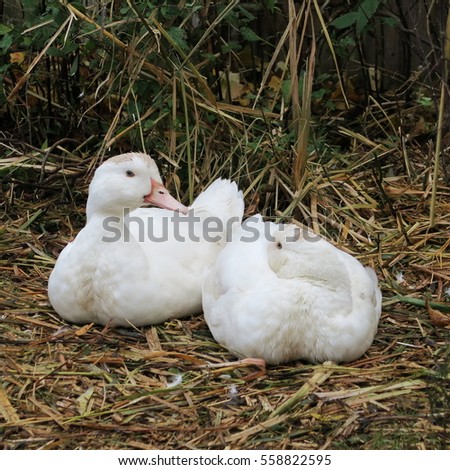 White ducks live on the bio farm and grow to healthy christmas roast