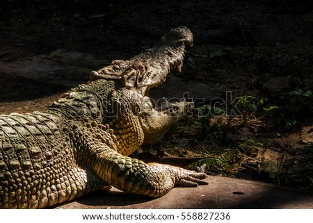 The Asian crocodile open mouth photo with the light and dark background to show the contrast between two different tone of picture.