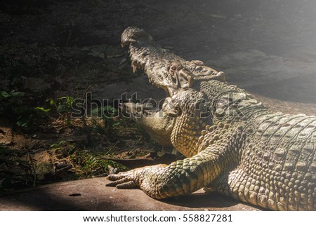 The Asian crocodile open mouth photo with the light and dark background to show the contrast between two different tone of picture with flare.