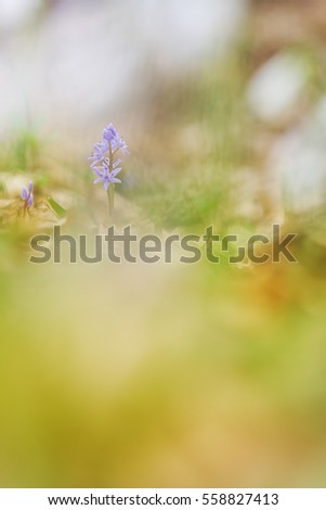 Beautiful macro photo of wildgrowing scilla in spring forest. Colorful  scene of spring wild flowers in wildlife