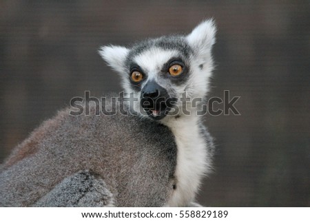 Ring-tailed Lemur monkey with orange eyes in zoo surprised expression primate from Africa Madagascar surprised look stock, photo, photograph, picture, image