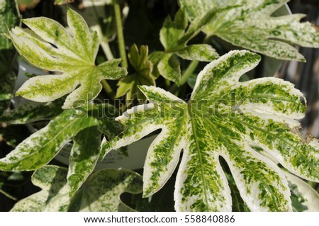 Fatsia japonica 'Spider's Web' Royalty-Free Stock Photo #558840886