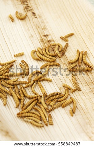 Bunch of mealworms on a wooden table
