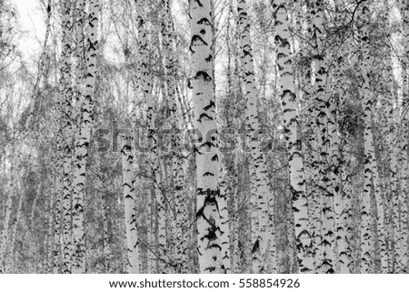 Birch forest winter landscape, black and white photo