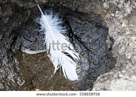 White feather in the Water