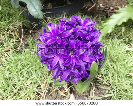 Purple Hyacinthus in the garden