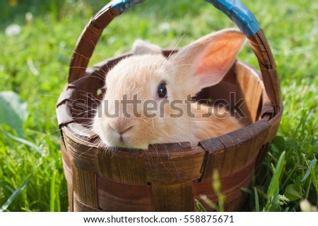 Hare sitting in the  grass in the sun. rabbit in basket outdoor
