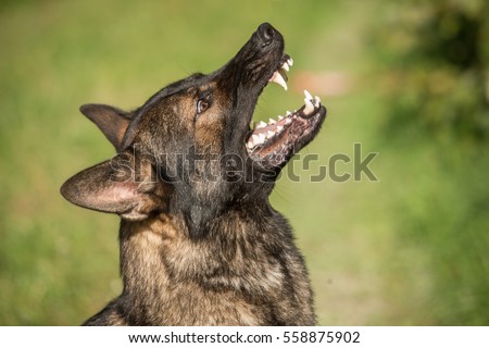 Portrait of angry Gray working line German shepherd barking  Royalty-Free Stock Photo #558875902