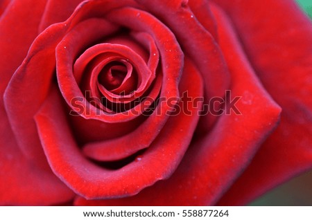 Close up macro shot of a red rose