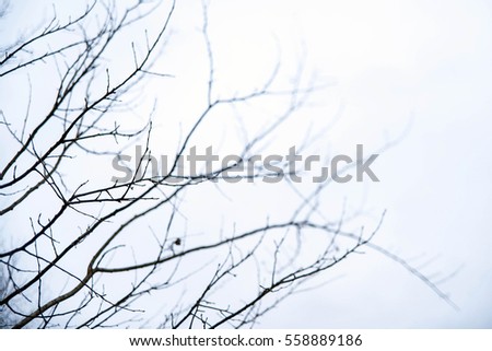 Light background with the blurring branches  Royalty-Free Stock Photo #558889186