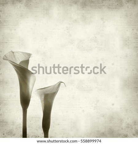 textured old paper background with white calle lily flower