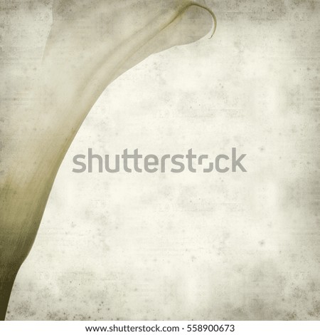 textured old paper background with white calle lily flower