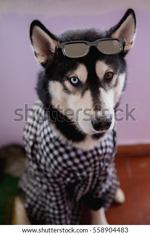 Husky Dog with glasses and a plaid shirt. Dog in costume
