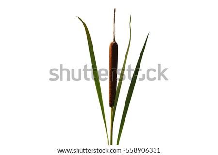 Plant cattail brown cob isolated on white background.
