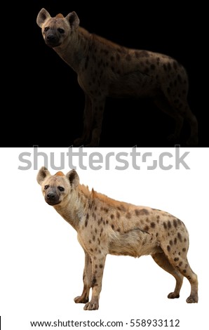 spotted hyena standing in the dark and spotted hyena isolated