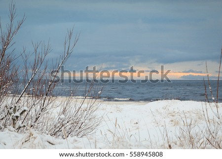 Sand-dune vegetation on the shore of the Gulf of Riga. Winter-time.