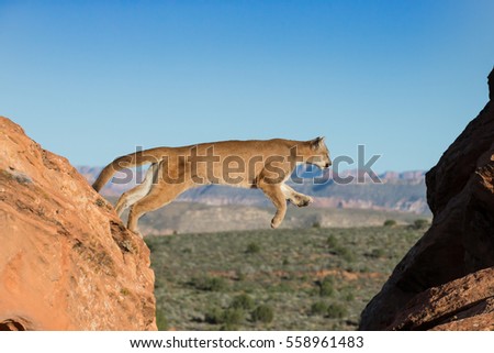 mountain lion, panther,  jumping between sandstone ledges with blue sky and Utah desert in background