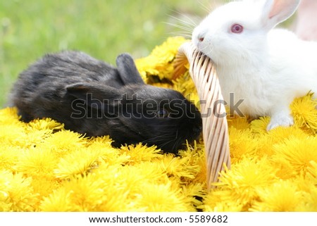 Bunnies in dandelion basket - nice Easter picture