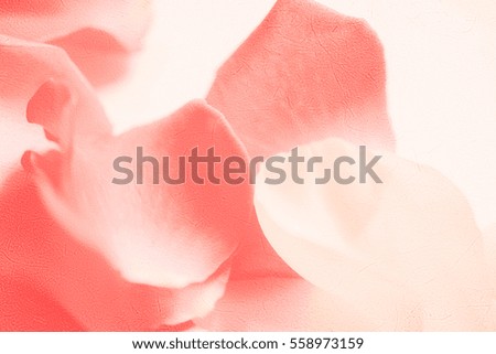 red and white rose petals in soft style on mulberry paper texture for valentines background