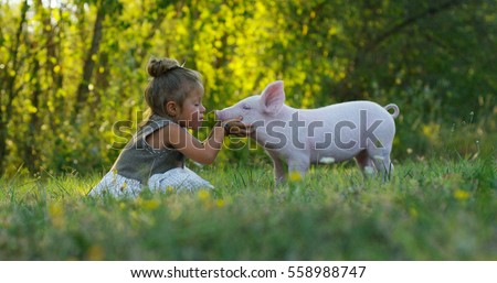 The little toddler girl caresses and kisses pig piglet on a green meadow. concept of sustainability, love of nature, respect for the world and love for animals. Ecologic, biologic, vegan, vegetarian Royalty-Free Stock Photo #558988747