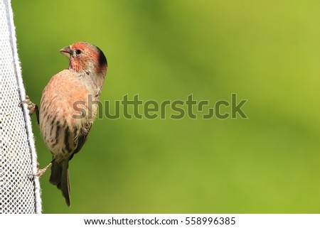 House Finch - Wild Bird Background - Beautiful Nature