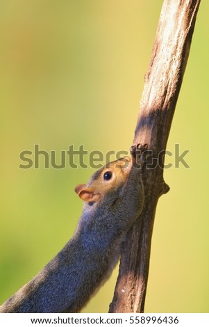 Squirrel Antics - Wildlife Background - Hiding Beauty