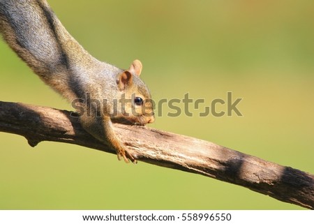 Squirrel Antics - Wildlife Background - Gripping Life