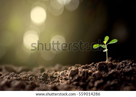 The seedlings are grown from the ground up with bokeh background. Royalty-Free Stock Photo #559014286