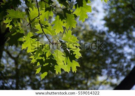 Green leaves with blurred background in daylight
