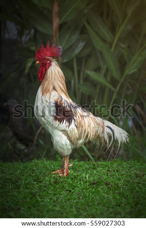 The cock