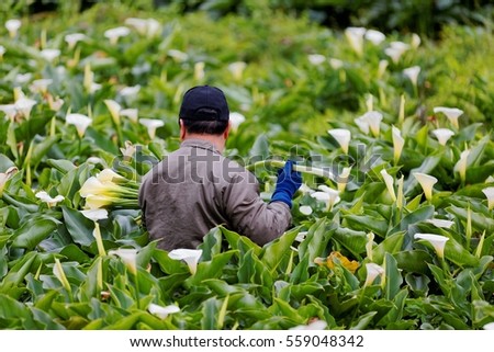 A farmer harvesting white Calla Lilies (arum lily) in a large garden with beautiful flowers in full bloom ~ The harvest season of the white Calla Lily in a flower farm in Yangmingshan, Taipei, Taiwan