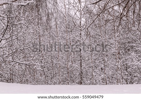 Beautiful winter view with white fluffy snow on thin tall trees in the forest