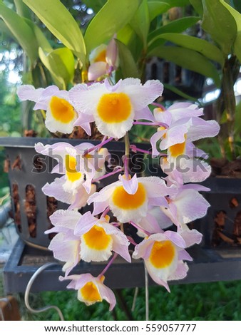 Dendrobium orchid 