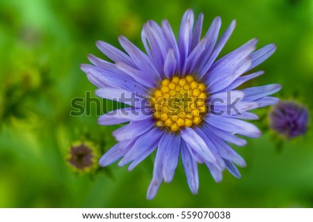 Aster's Gatorade are blooming beautifully.