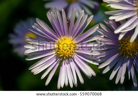 Aster Gatorade purple in the garden are blooming beautifully natural.