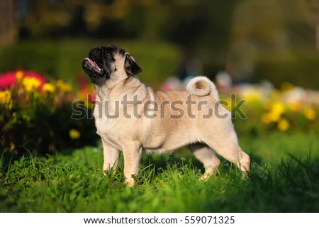 A small dog stands on the lawn among the bright flowers in the summer and smiling. Portrait of a pug Royalty-Free Stock Photo #559071325