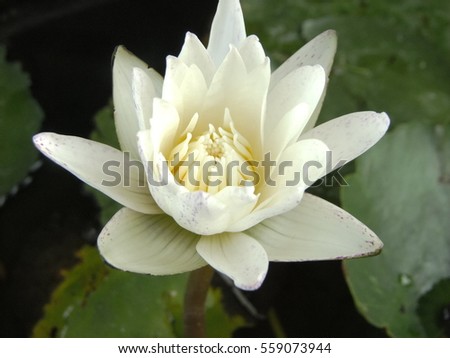 white lotus flower on the water with some leaf