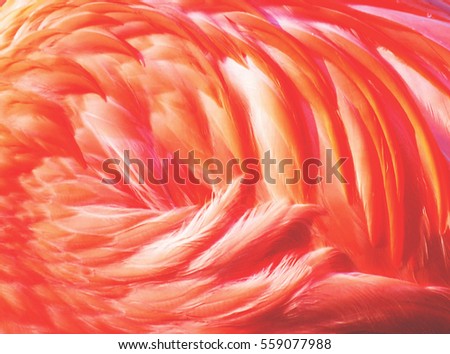 Flamingo beautiful feathers texture