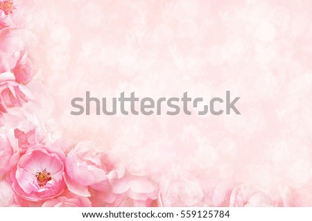 Spring blossom or summer blossoming rose (rosehip), toned, bokeh flower background, pastel and soft floral card