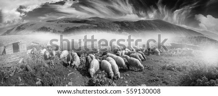 Retro and vintage mood silver classic photography with the sheep herd in the wild pastures and mountains of Eastern Europe. Ukraine Hutsul traditional activity Highlanders