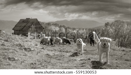 Retro and vintage mood silver classic photography with the sheep herd in the wild pastures and mountains of Eastern Europe. Ukraine Hutsul traditional activity Highlanders