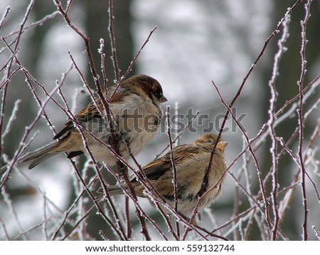 Sparrow sitting on a branch in winter