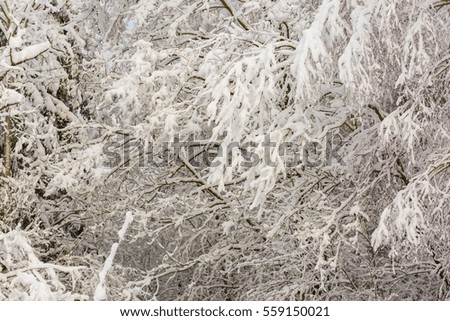 Beautiful winter trees branches with a lot of snow. Snow covered trees in winter.