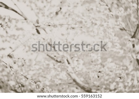 Blurred  background abstract and can be illustration to article of Sakura flower