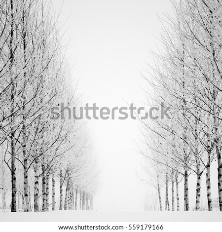 Birch trees in fog