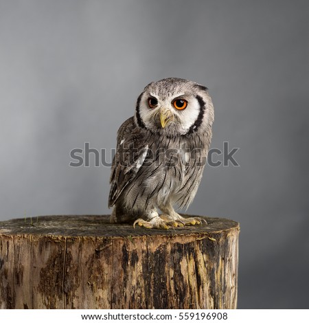 Northern white-faced owl Ptilopsis leucotis studio portrait with grey background
