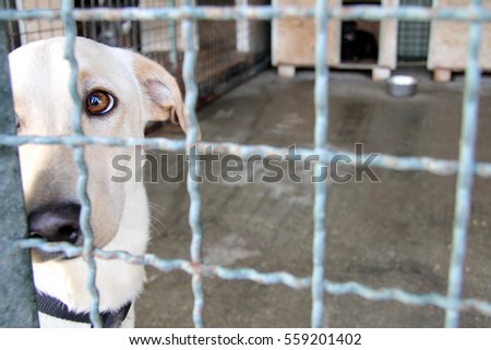 Homeless shelter dog behind bars