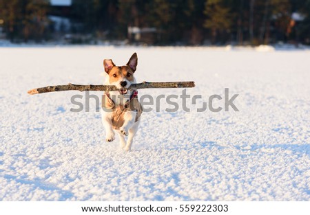 Dog playing with big stick on ice of bay at nice day